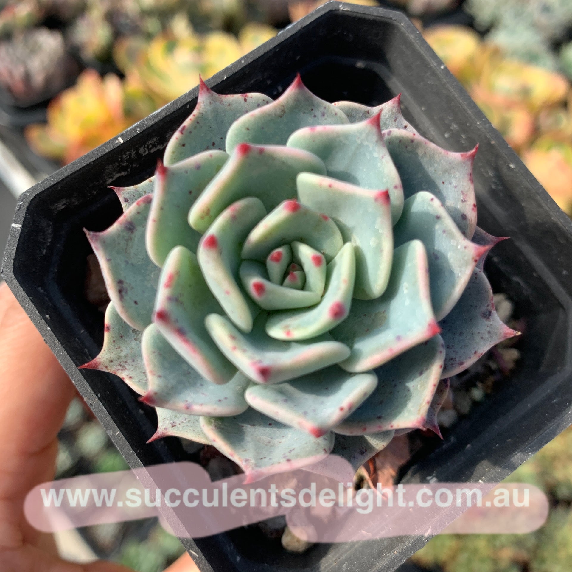 Echeveria Real de Catorse 卡特斯