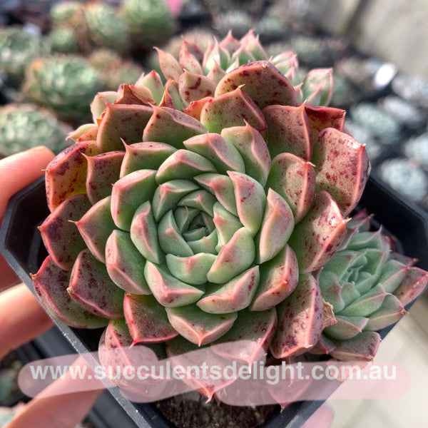 Echeveria Emerald Jade 翡翠玉