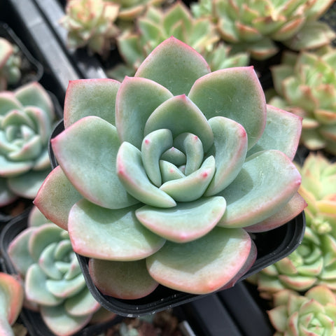 Echeveria Snow Flake 雪花