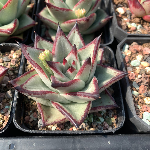 Echeveria Agavoides Ebony (seed grown) 实生乌木