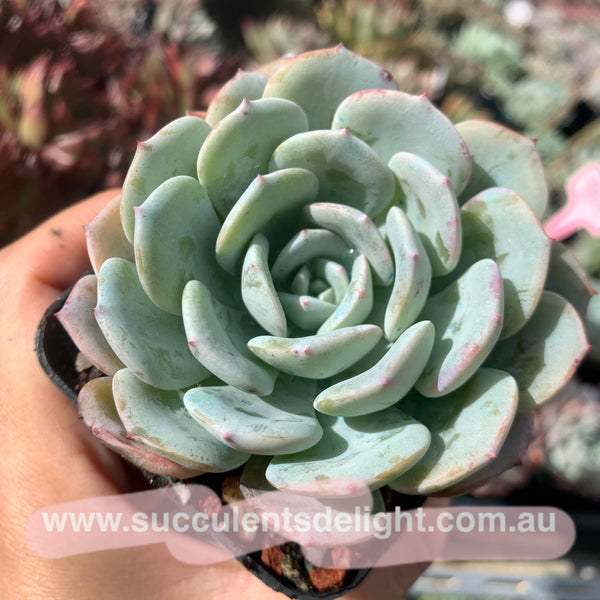 Echeveria Snow Pinwheel 雪风车