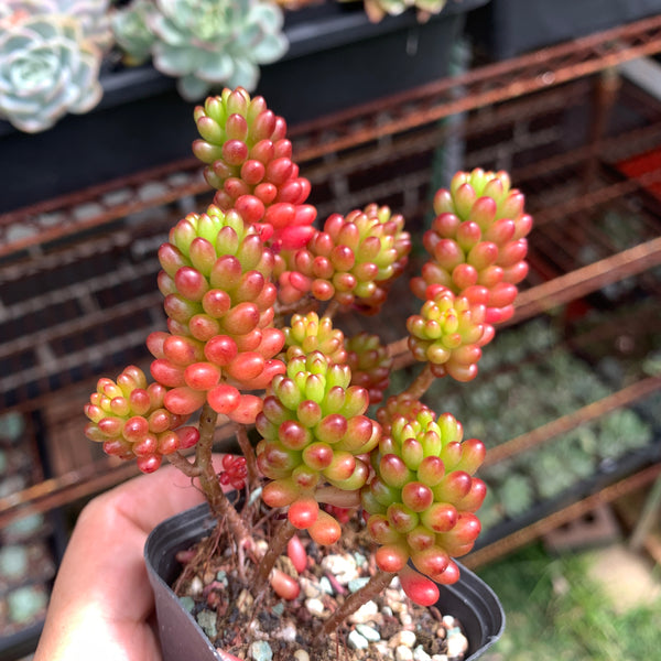 3x cuttings Sedum rubrotinctum Redberry 红色浆果砍头