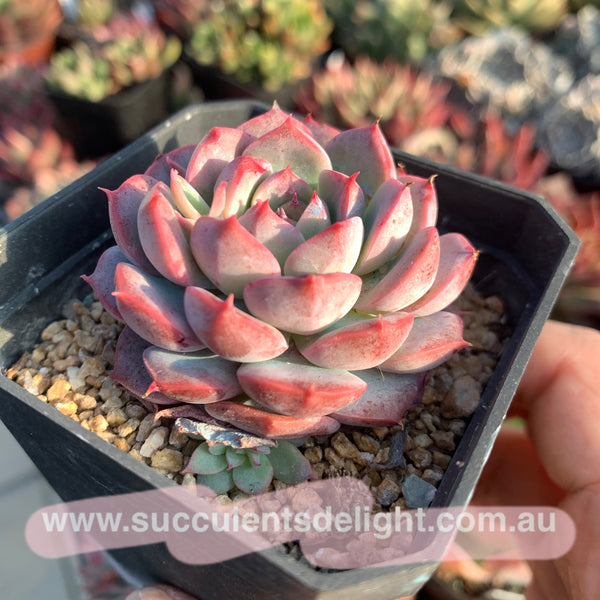 Echeveria Adorable 可爱多