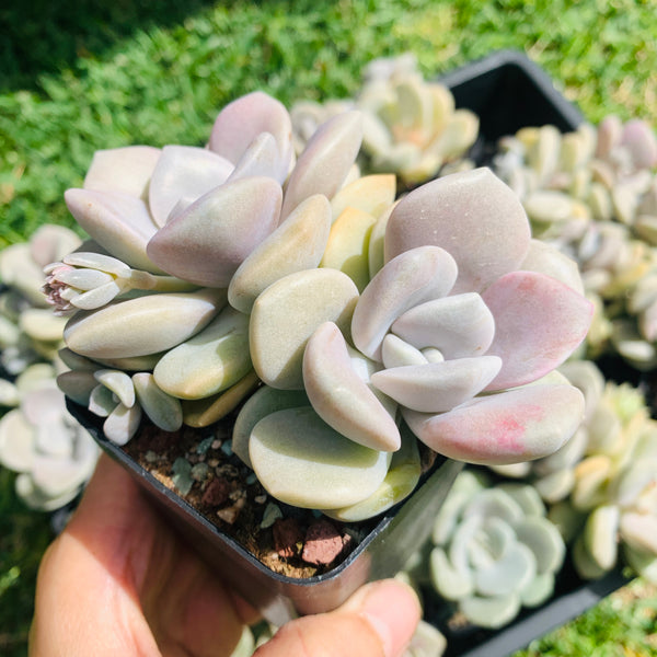 Graptopetalum Roma 三色诺玛