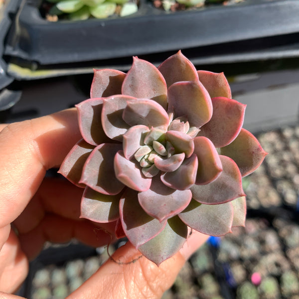 Echeveria Purple Card 紫卡