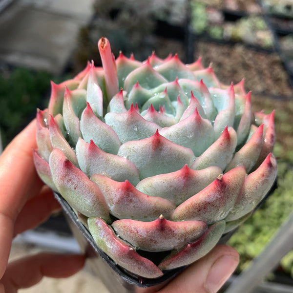 Echeveria Moon Peach 月桃