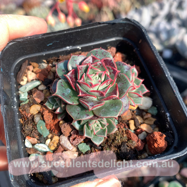 Echeveria Halo 光晕