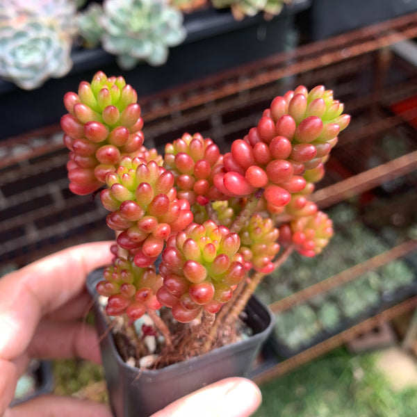 3x cuttings Sedum rubrotinctum Redberry 红色浆果砍头