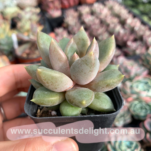 Pachyveria Rough