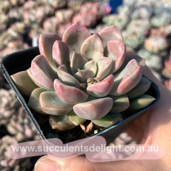 Echeveria Pebbles 卵石