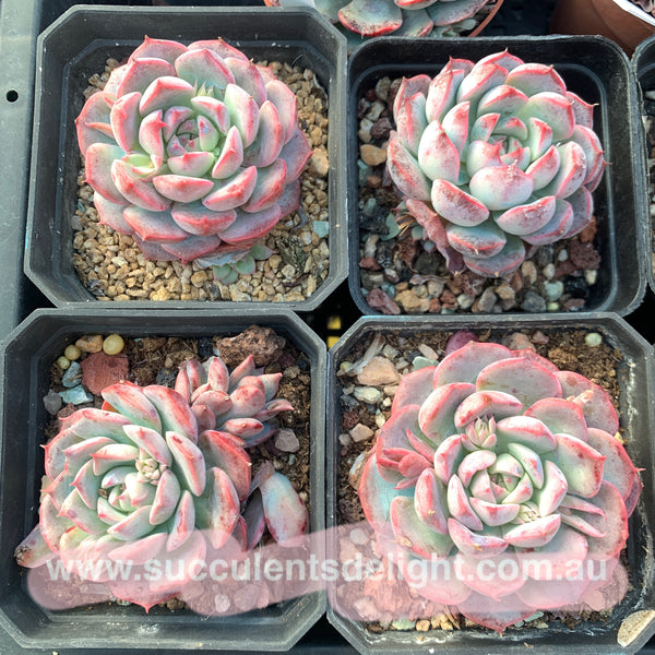 Echeveria Adorable 可爱多