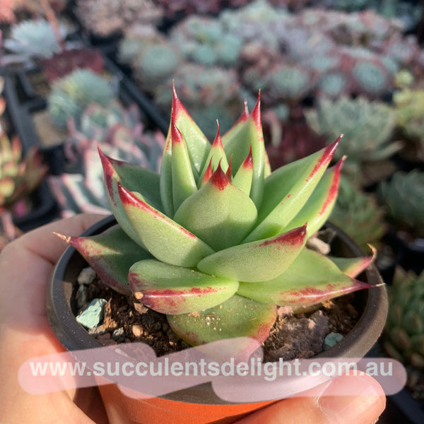 Echeveria Agavoides Red Line 红弦东云