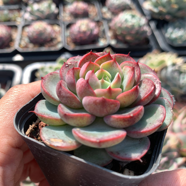 Echeveria Purple Rain (raindrop hybrid) 紫雨(雨滴杂）