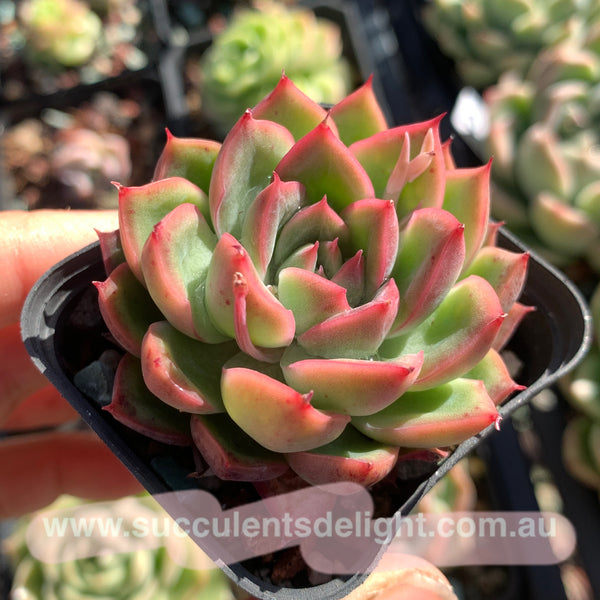 Echeveria Fire and Ice 冰与火