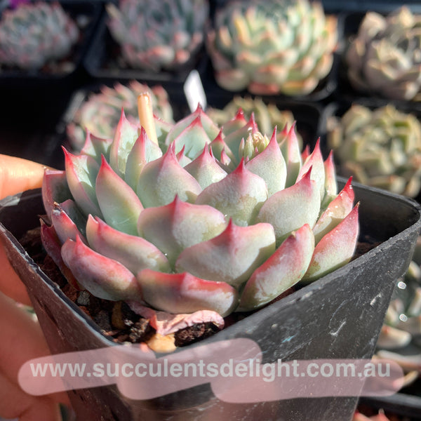 Echeveria Pink Barbie 粉芭比娃娃 Succulents Delight  New Hybrid