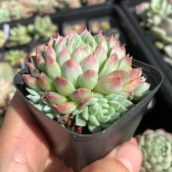 Echeveria Alba Neon 阿尔巴小霓虹