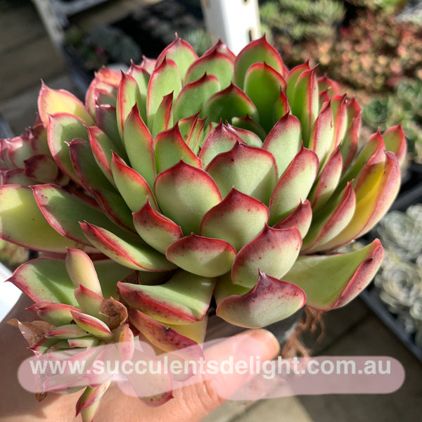 Echeveria Lingzhi 灵芝