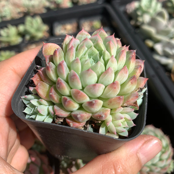 Echeveria Alba Neon 阿尔巴小霓虹