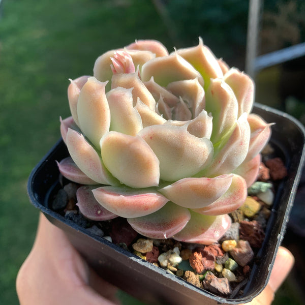 Echeveria Elegans Tide Moon 汐月月影 - Succulents Delight 2022 New Hybrid