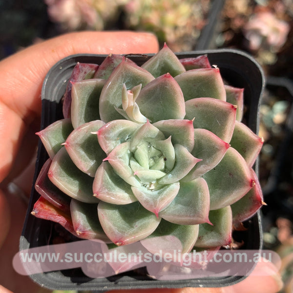 Echeveria Soul Light (with pattern lines) 灵光 （暗纹系）- Succulents Delight 2022 New Hybrid