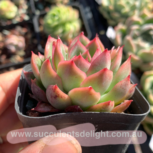 Echeveria Fire and Ice 冰与火