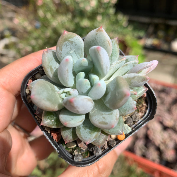 Pachyveria Stalactite 钟乳石 Succulents Delight New Hybrid