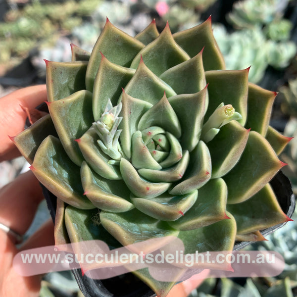 Echeveria Swan Lake 天鹅湖