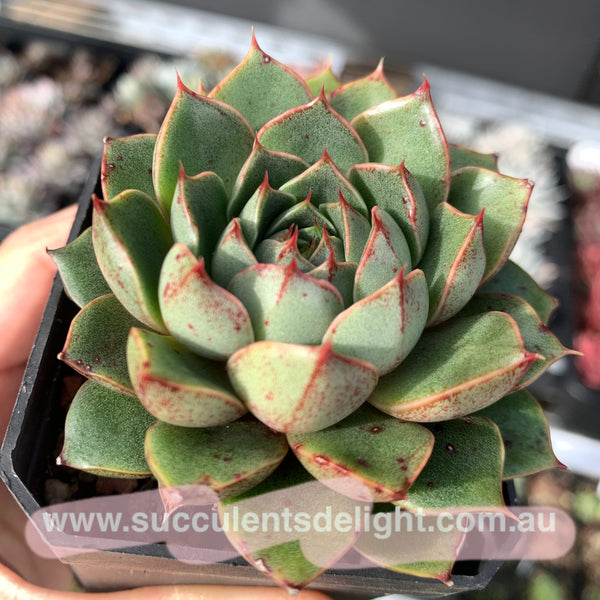 Clearance: Echeveria Agavoides Santa Lewis 圣路易斯