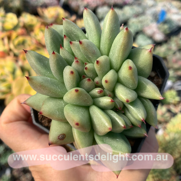 Echeveria agavoides Crest 东云缀化