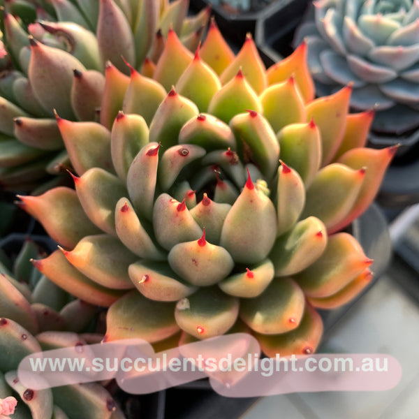 Echeveria Ebony zaragozae 绿爪x乌木