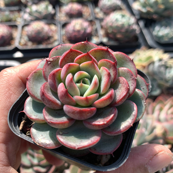 Echeveria Purple Rain (raindrop hybrid) 紫雨(雨滴杂）