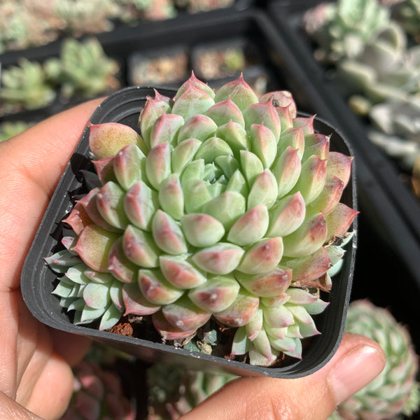 Echeveria Alba Neon 阿尔巴小霓虹