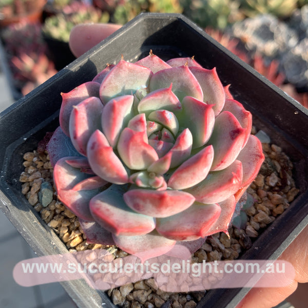 Echeveria Adorable 可爱多