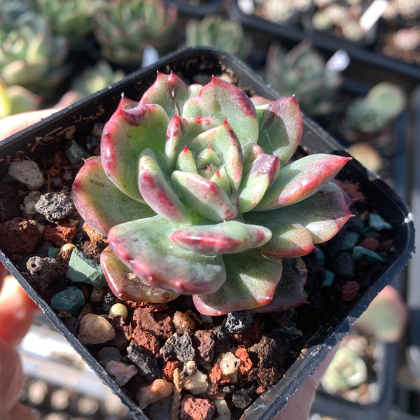 Echeveria Fantastic Light 奇异光芒