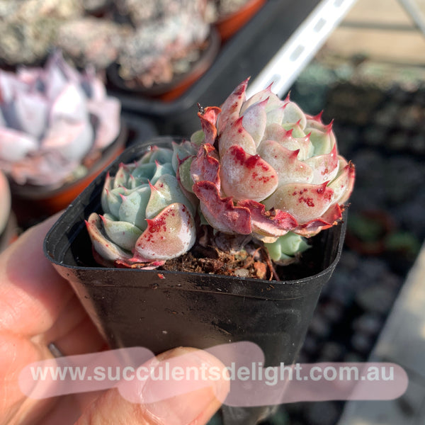 Echeveria San Camellia 圣卡美妮