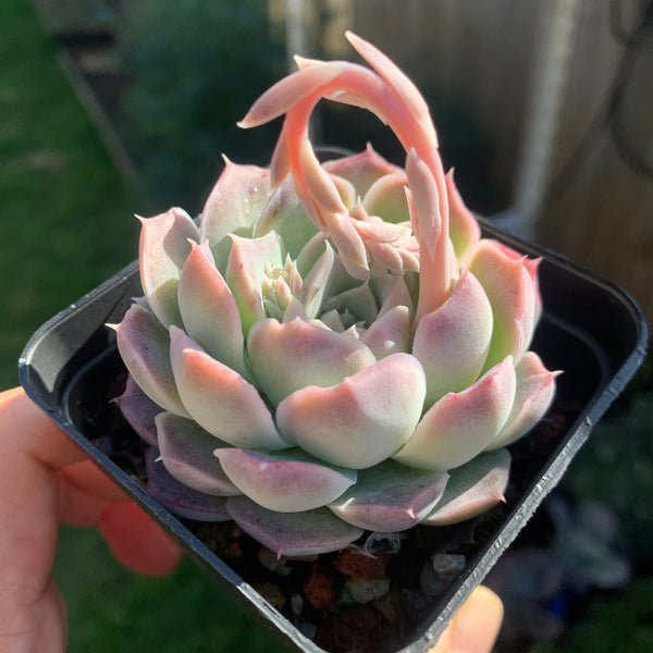 Echeveria Rose Moon 沁心