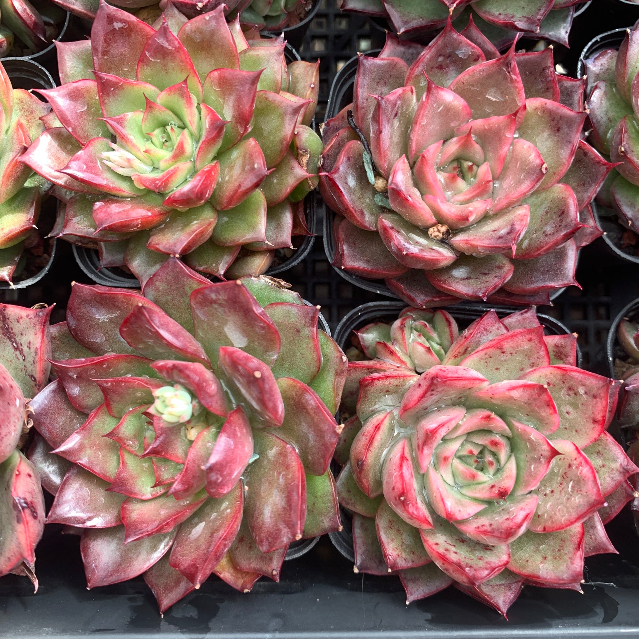 Echeveria Magical Fairy 魔法仙女 - Succulents Delight New Hybrid