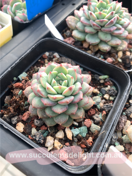 Echeveria Latte 拿铁