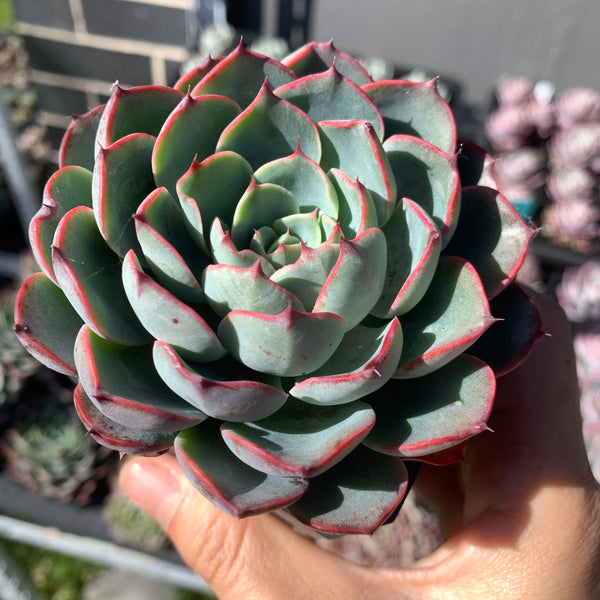 Echeveria Red Curve 红弧