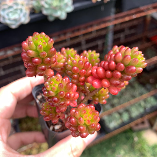 3x cuttings Sedum rubrotinctum Redberry 红色浆果砍头