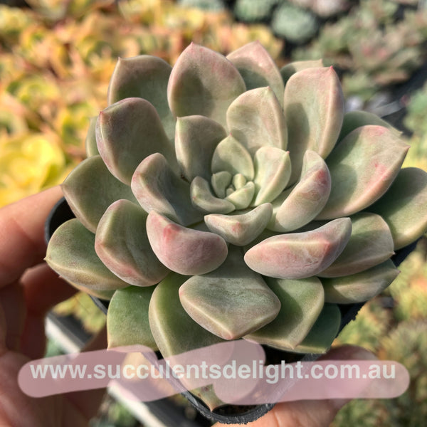 Echeveria Pebbles 卵石