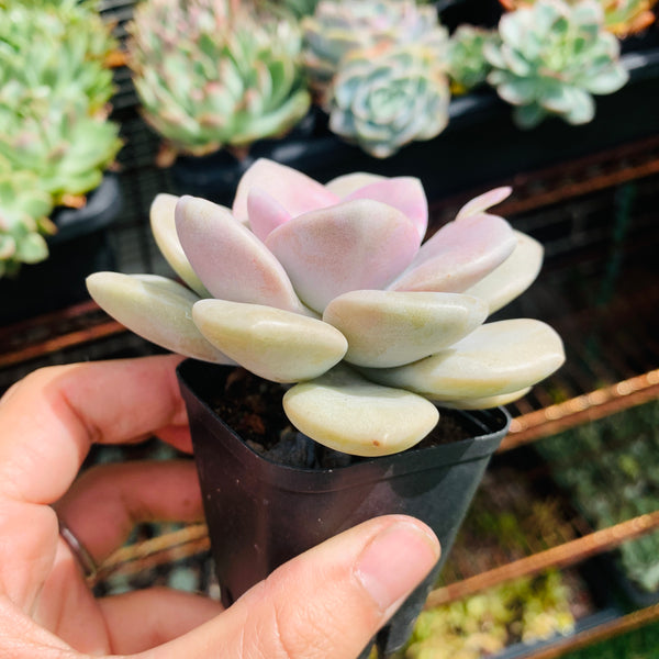 Graptopetalum Roma 三色诺玛