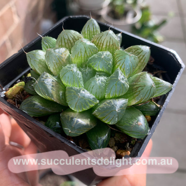 Haworthia Cooperi sp red silk 红丝姬玉露