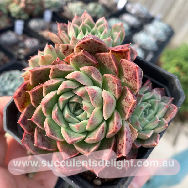 Echeveria Emerald Jade 翡翠玉