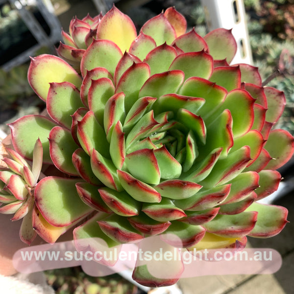 Echeveria Lingzhi 灵芝