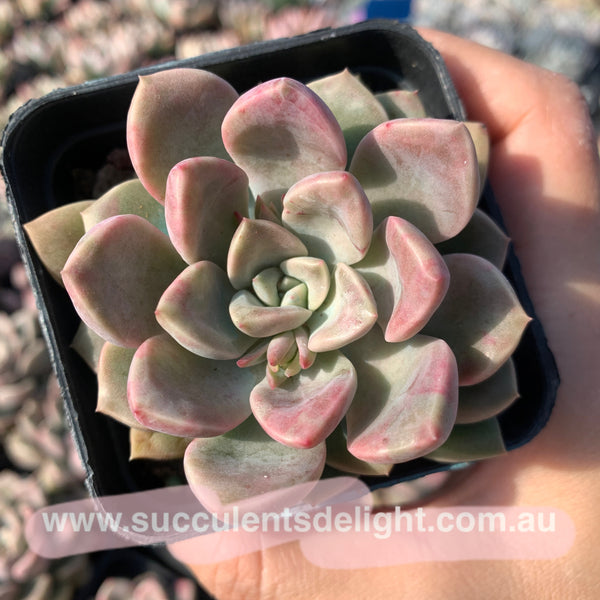 Echeveria Pebbles 卵石