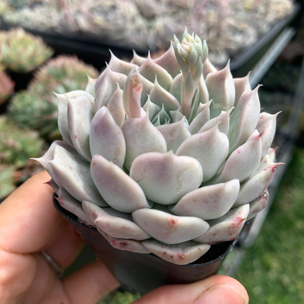 Echeveria Yulania Queen 白玉兰女王