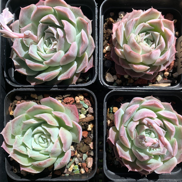 Echeveria Rose Moon 沁心