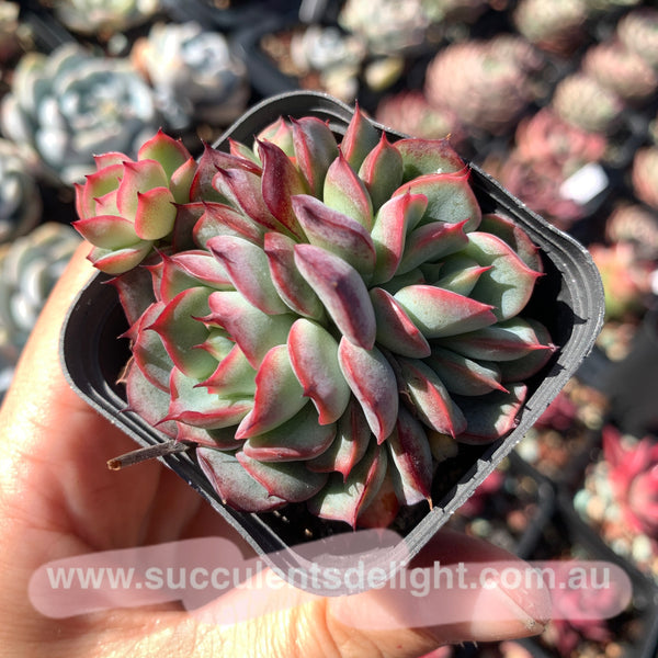 Echeveria Fairy Kiss 妖精之吻