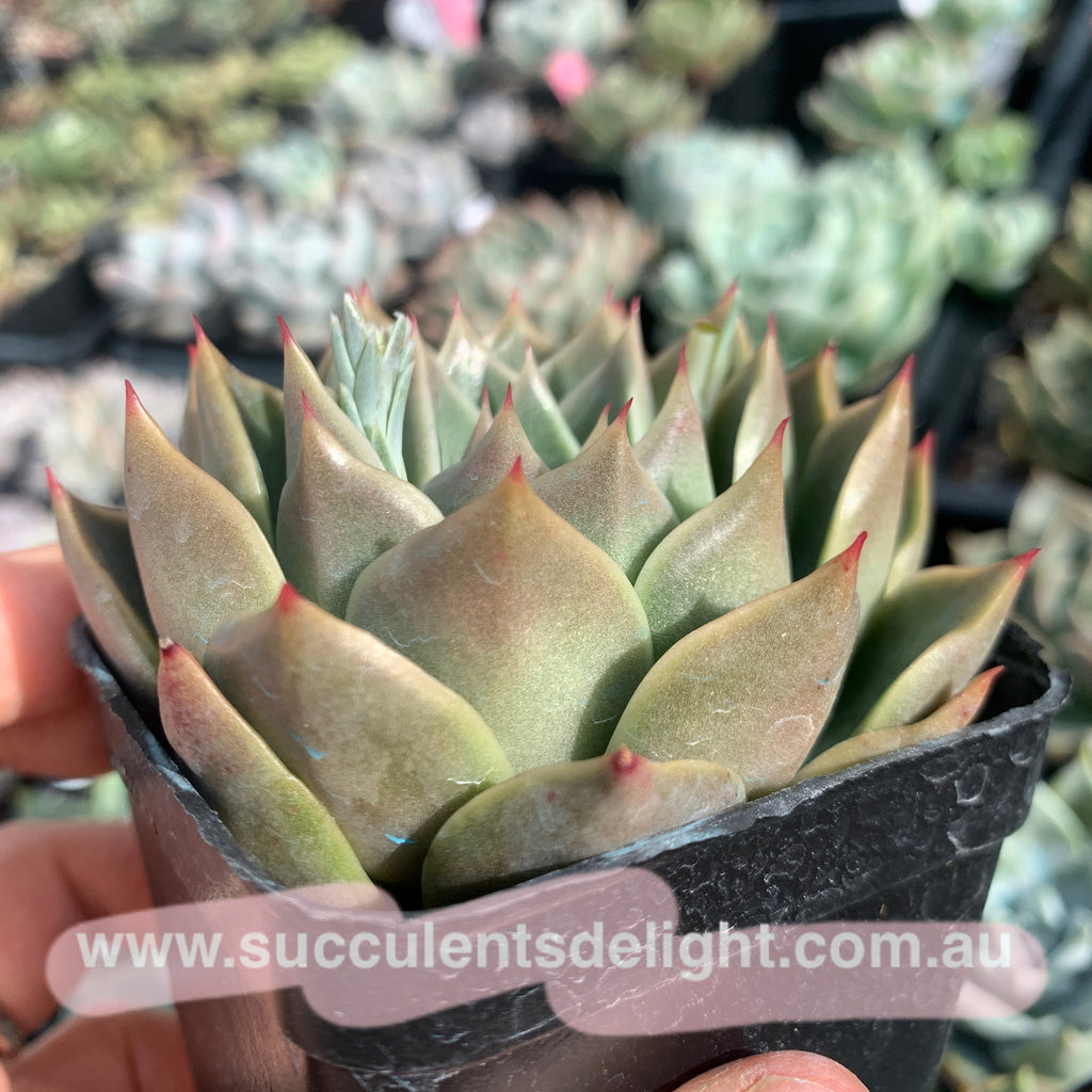swan lake succulent Echeveria Swan Lake 天鹅湖– Succulents Delight